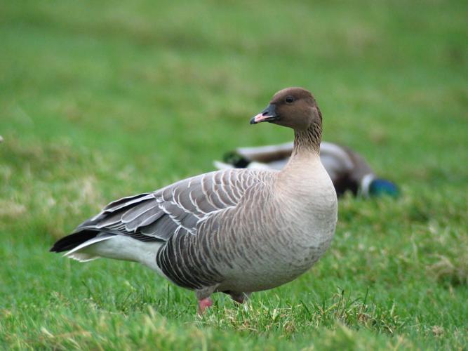 Anser brachyrhynchus © ROUSSEAU Cédric