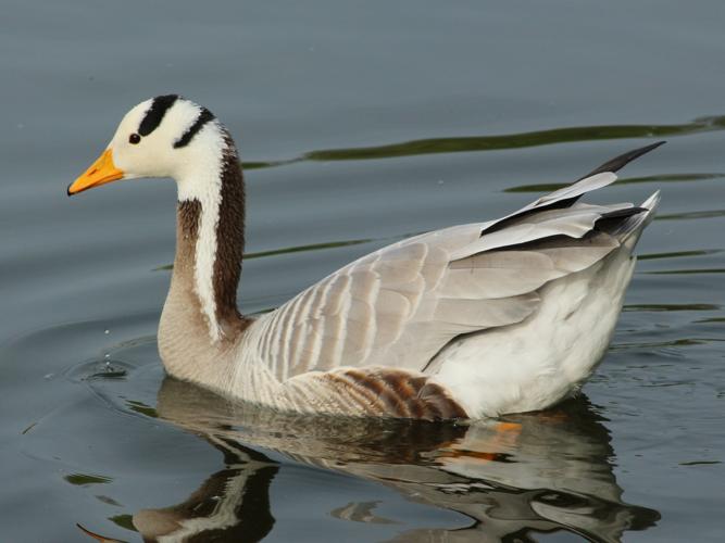 Anser indicus © VALETTE Frédérique