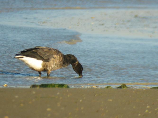 Branta bernicla © ROUSSEAU Cédric