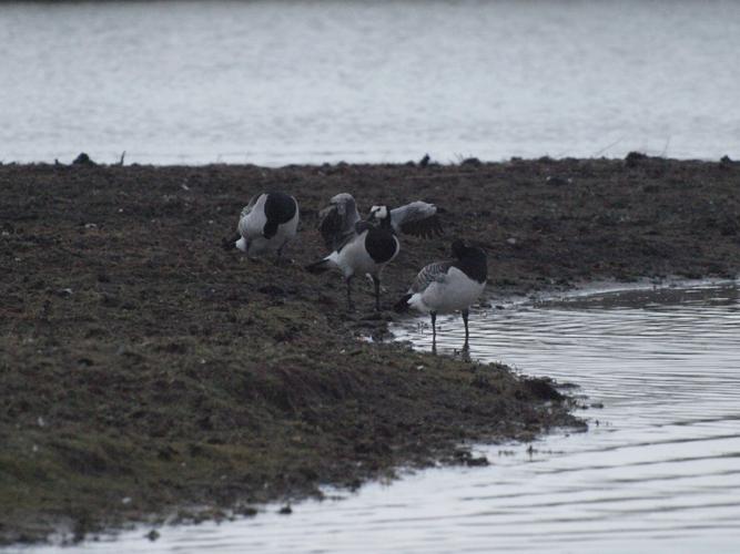 Branta leucopsis © DUTOUR Lucie