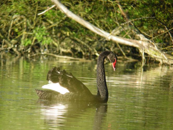 Cygnus atratus © BOURG Sylvain