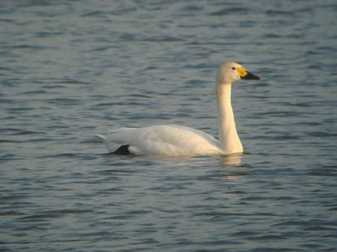 Cygnus columbianus © MAUSS Adrien