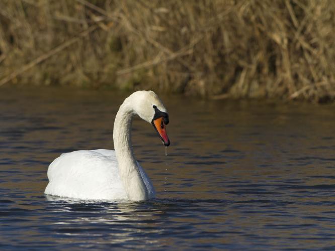 Cygnus olor © CORDELIER Sylvain