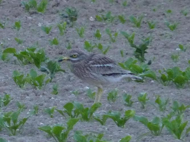 Burhinus oedicnemus © PLATEAUX Odile