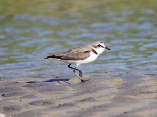 Charadrius alexandrinus © MERANGER François