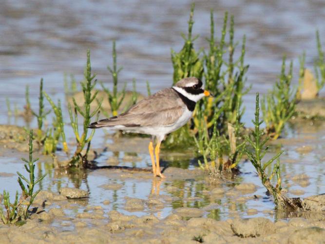 Charadrius hiaticula © MERANGER François