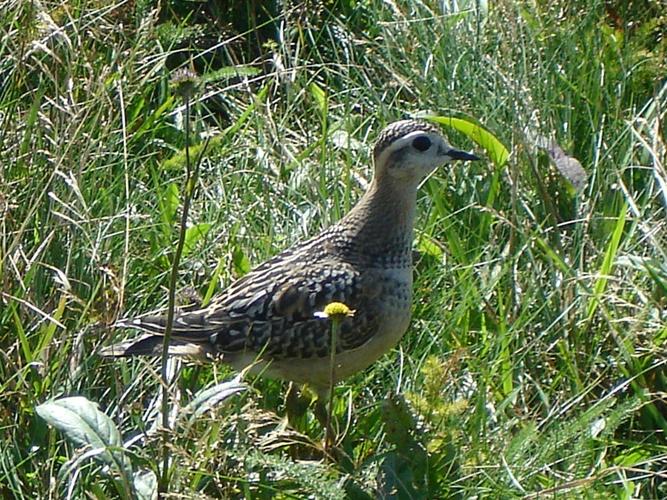 Charadrius morinellus © LANDO Philippe