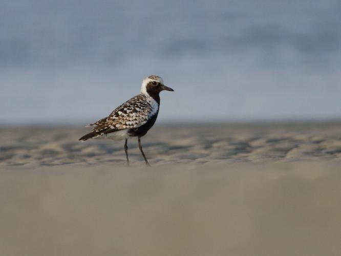 Pluvialis squatarola © LECAT Jean-Michel