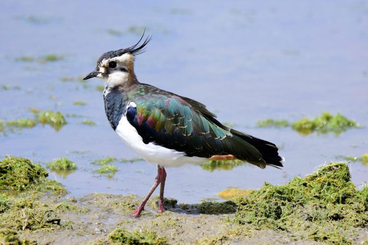 Vanellus vanellus © VATHELET Cyril