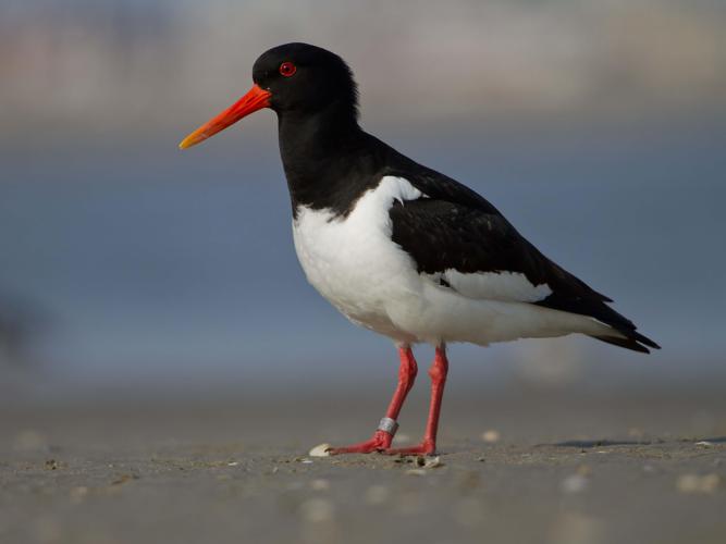 Haematopus ostralegus © LECAT Jean-Michel