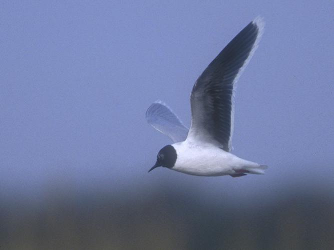 Larus minutus © HERCENT Jean-Luc