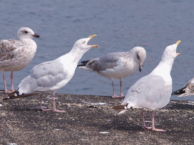 Larus argentatus © DAMIENS Nicolas