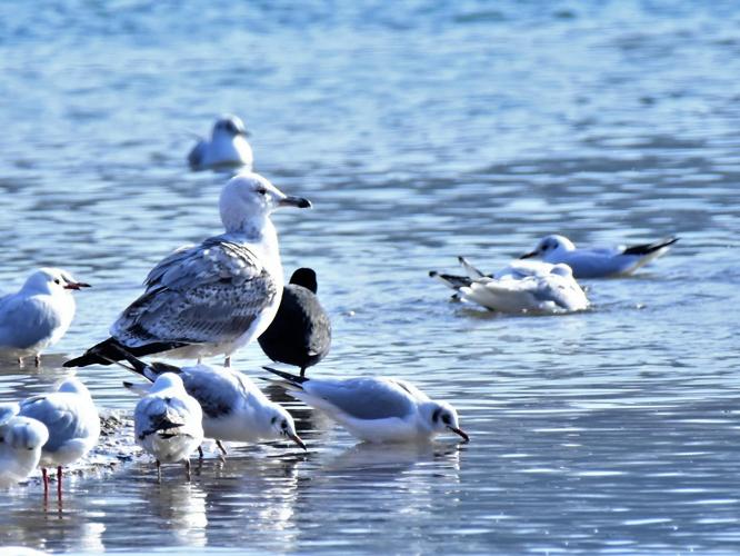 Larus cachinnans © VATHELET Cyril