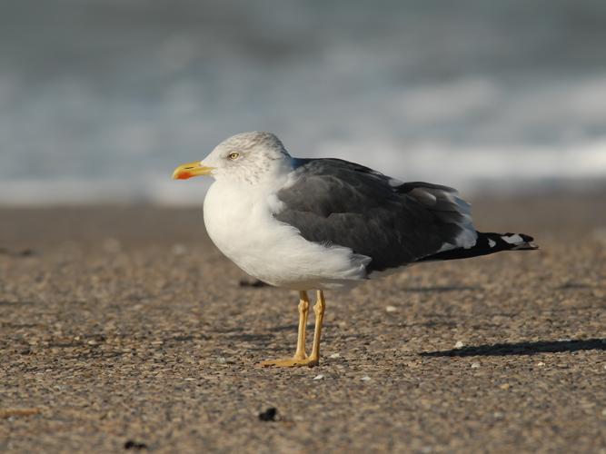 Larus fuscus © PARIS Jean-Philippe