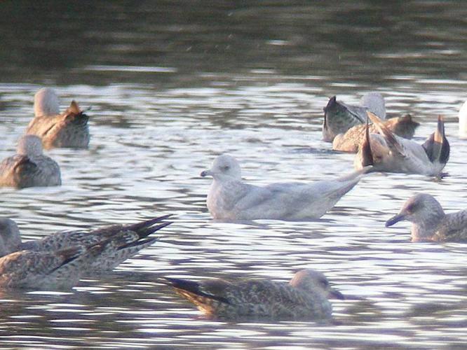 Larus glaucoides © DUBOIS Yves