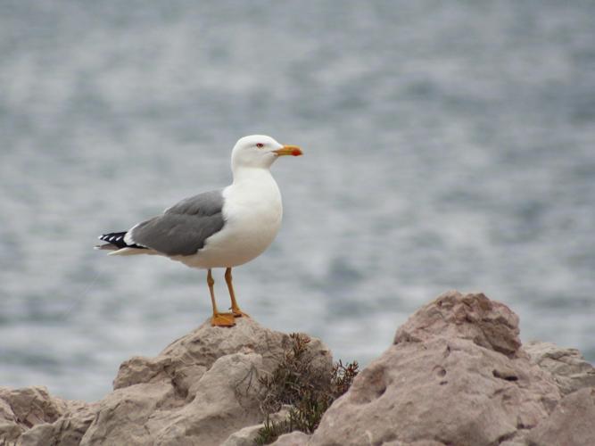 Larus michahellis © TOP Damien