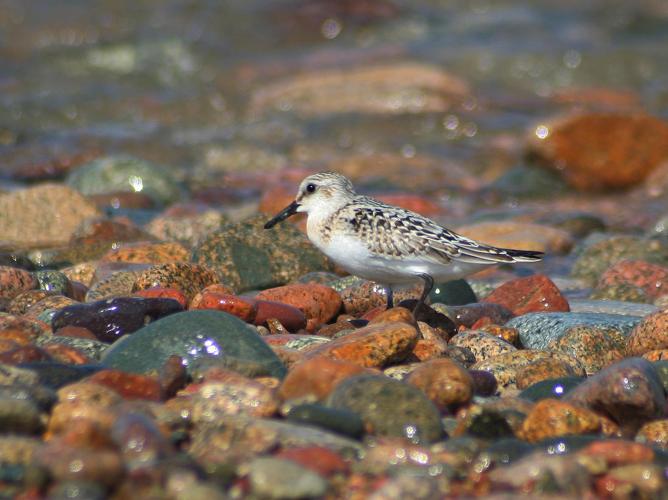 Calidris alba © TOP Damien