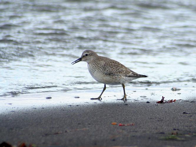 Calidris canutus © TOP Damien