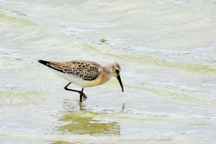 Calidris ferruginea © VATHELET Cyril