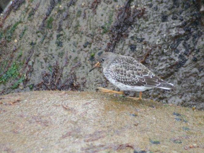 Calidris maritima © TOP Damien