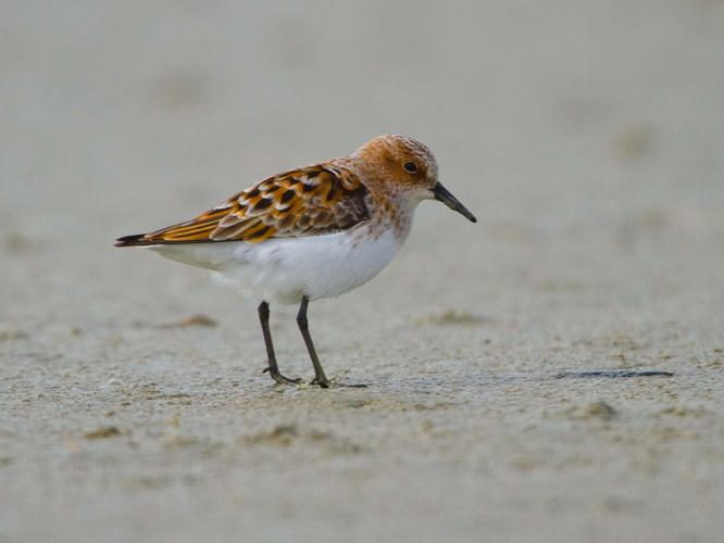 Calidris minuta © LECAT Jean-Michel