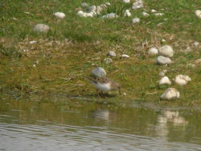 Calidris temminckii © DUBOIS Yves