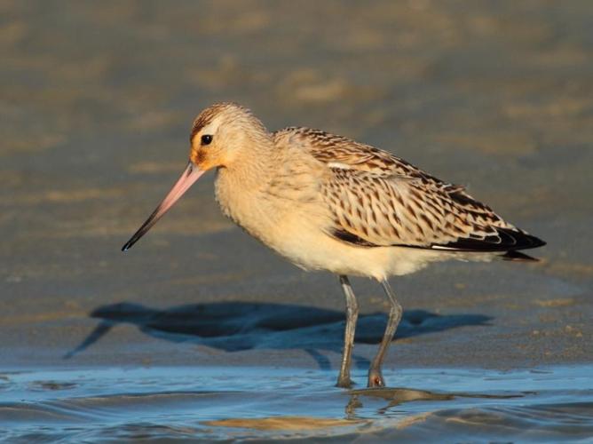 Limosa lapponica © LECAT Jean-Michel