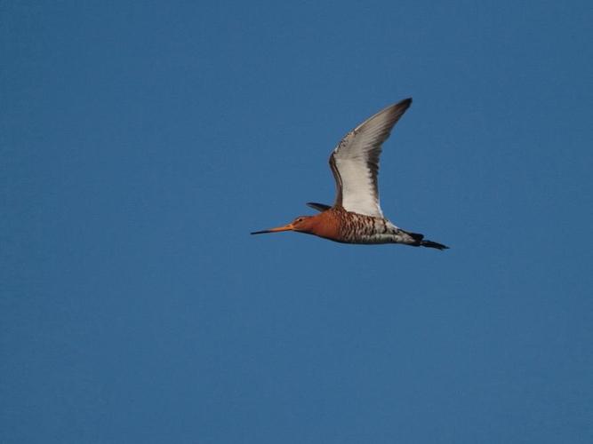 Limosa limosa © LECAT Jean-Michel