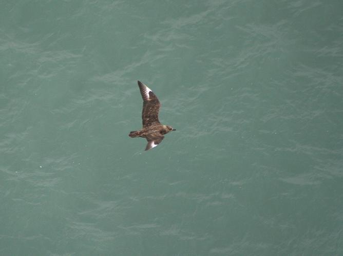 Catharacta skua © TOP Damien