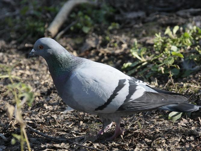 Columba livia © TOP Damien