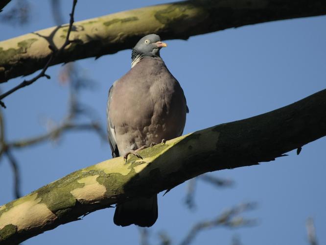 Columba palumbus © TOP Damien