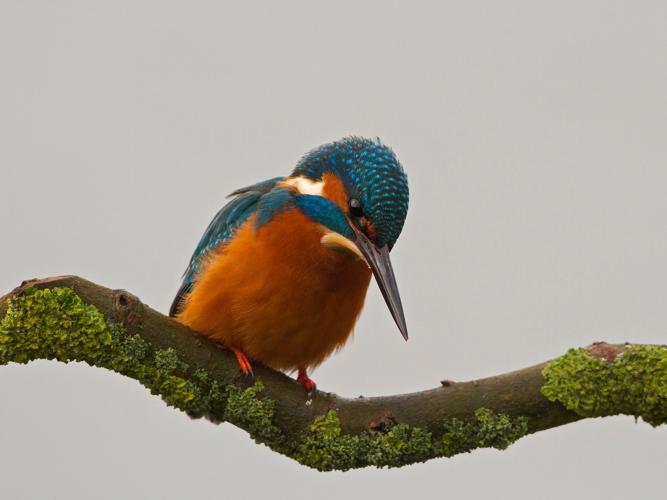 Alcedo atthis © CORDELIER Sylvain