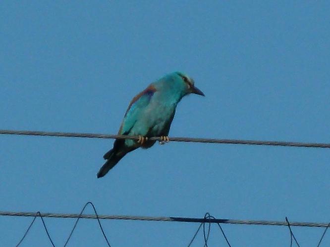 Coracias garrulus © PLATEAUX Odile