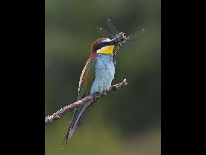 Merops apiaster © CORDELIER Sylvain