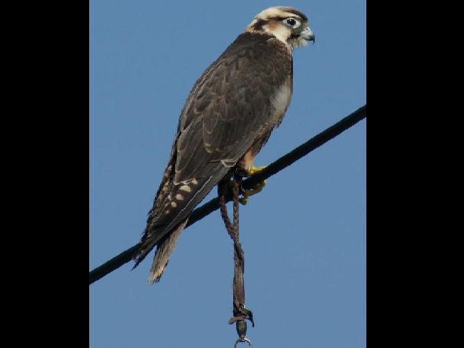 Falco biarmicus © MARTIN Nadine