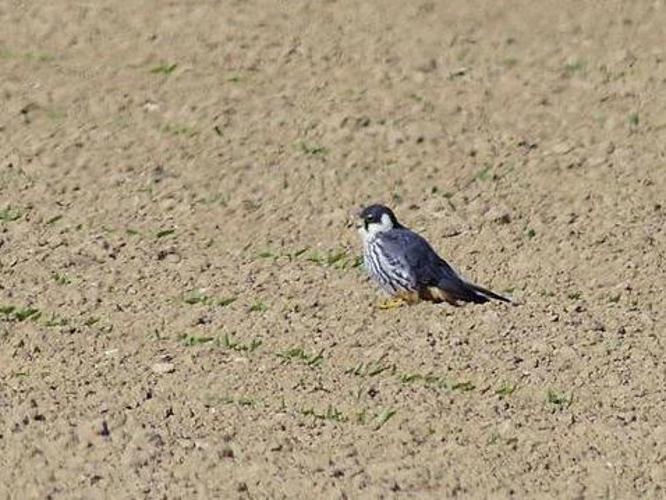 Falco subbuteo © NIANANE Eric