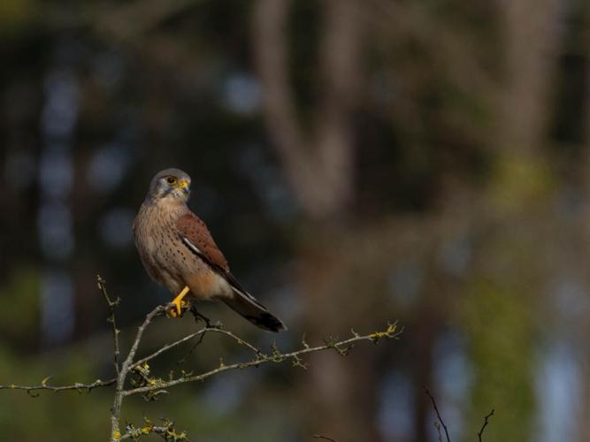 Falco tinnunculus © MONARD Benoit