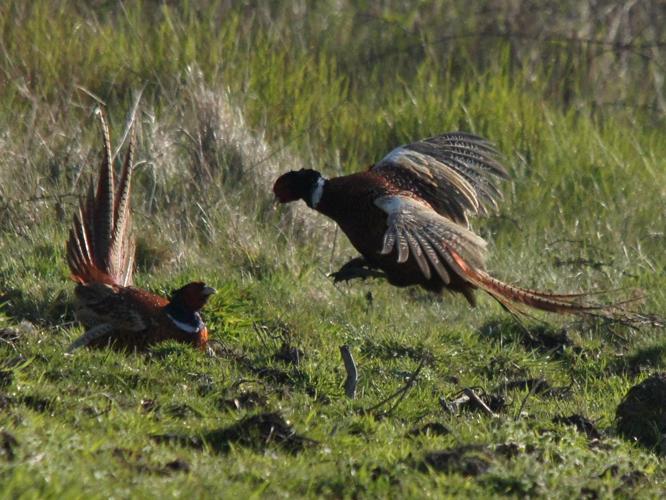 Phasianus colchicus © BRIGNON Jean-Marie