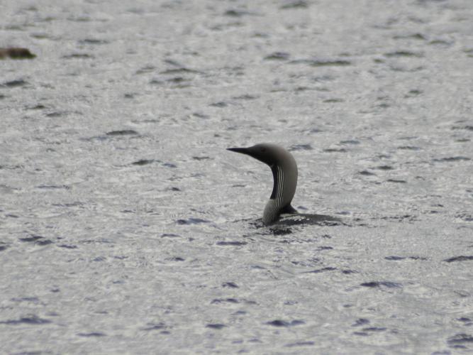 Gavia arctica © TOP Damien