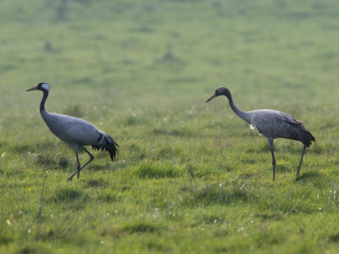 Grus grus © TONDELLIER Bruno