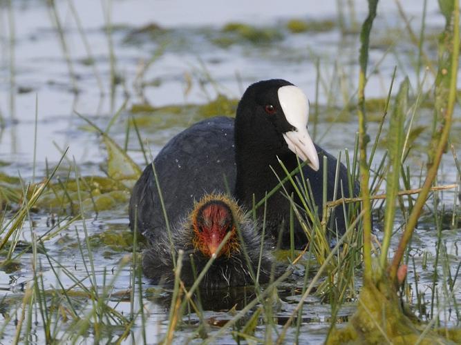 Fulica atra © HERCENT Jean-Luc