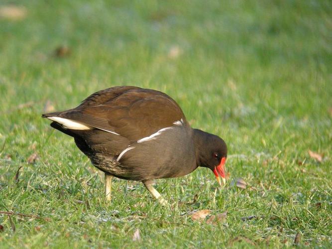 Gallinula chloropus © BOURG Sylvain