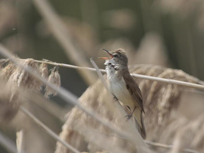 Acrocephalus arundinaceus © TOP Damien