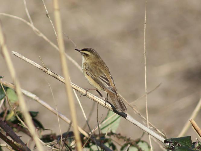 Acrocephalus schoenobaenus © MONNET Sarah