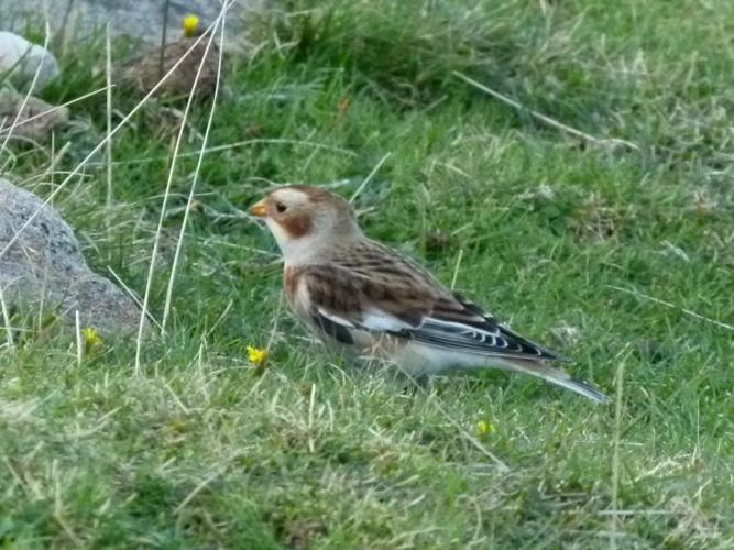 Plectrophenax nivalis © PLATEAUX Odile