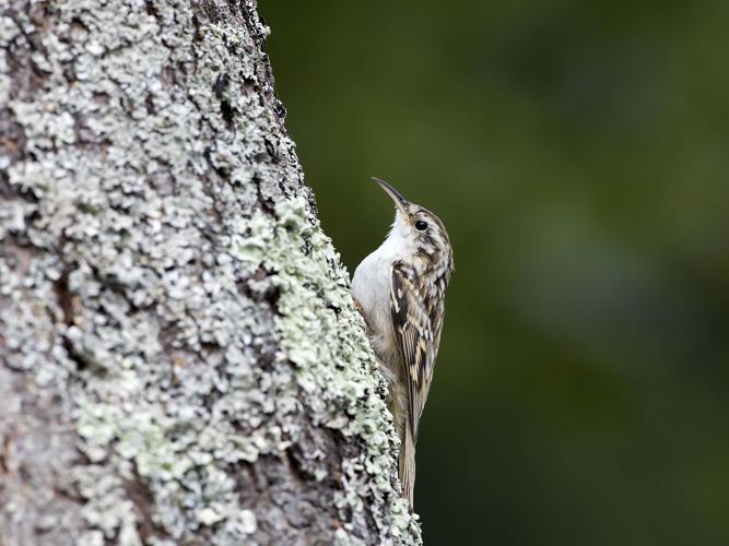 Certhia brachydactyla © CORDELIER Sylvain