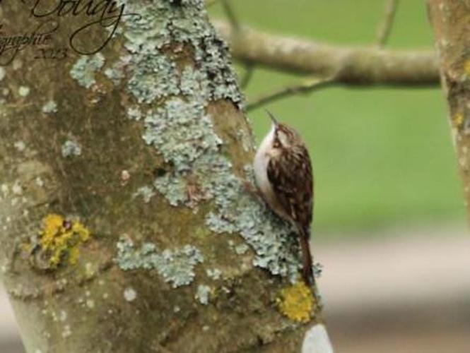 Certhia familiaris © DOUAY Maud