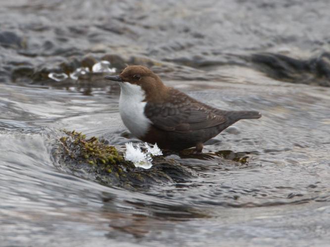 Cinclus cinclus © TONDELLIER Bruno