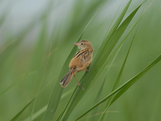 Cisticola juncidis © PARIS Jean-Philippe