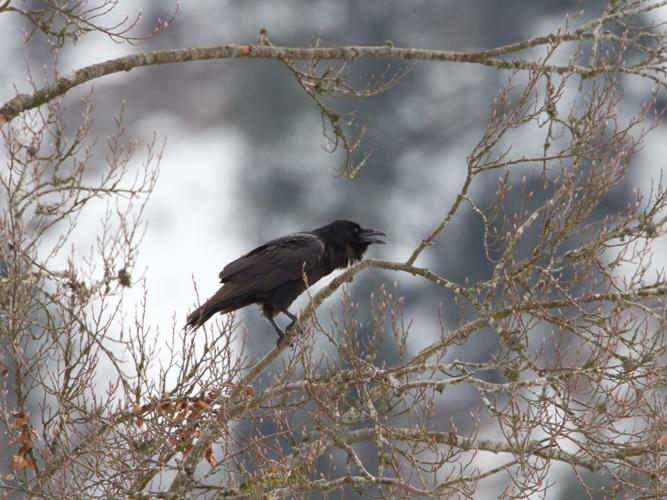 Corvus corax © TONDELLIER Bruno